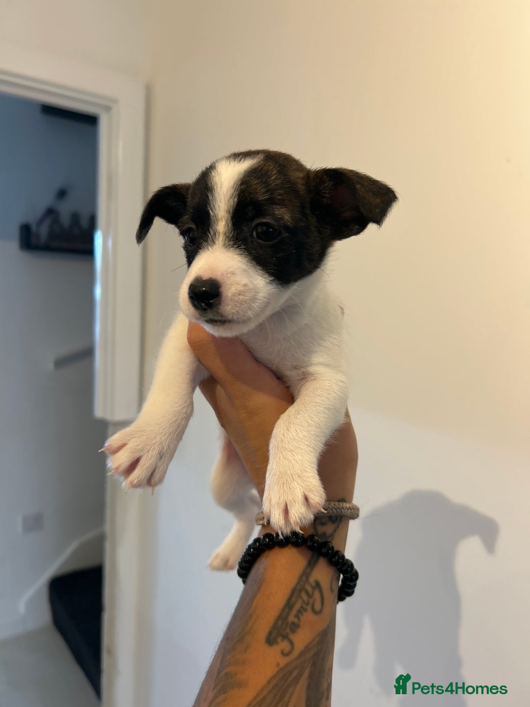 Jack Russell dogs for sale: Beautiful jack russle puppies - Image 7