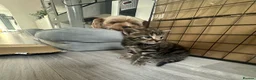 Siberian cats for sale: X4 fluffy Siberian x tabby kittens  in Romford - Advert 3