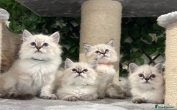 Siberian cats for sale: TICA✅HEALTH TESTED✅STUNNING  - Image 3