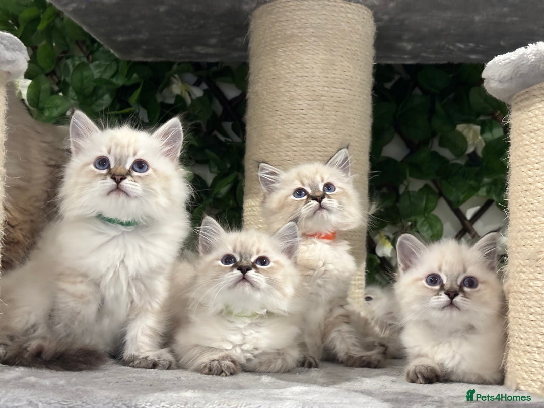 Siberian cats for sale: TICA✅HEALTH TESTED✅STUNNING  - Image 3