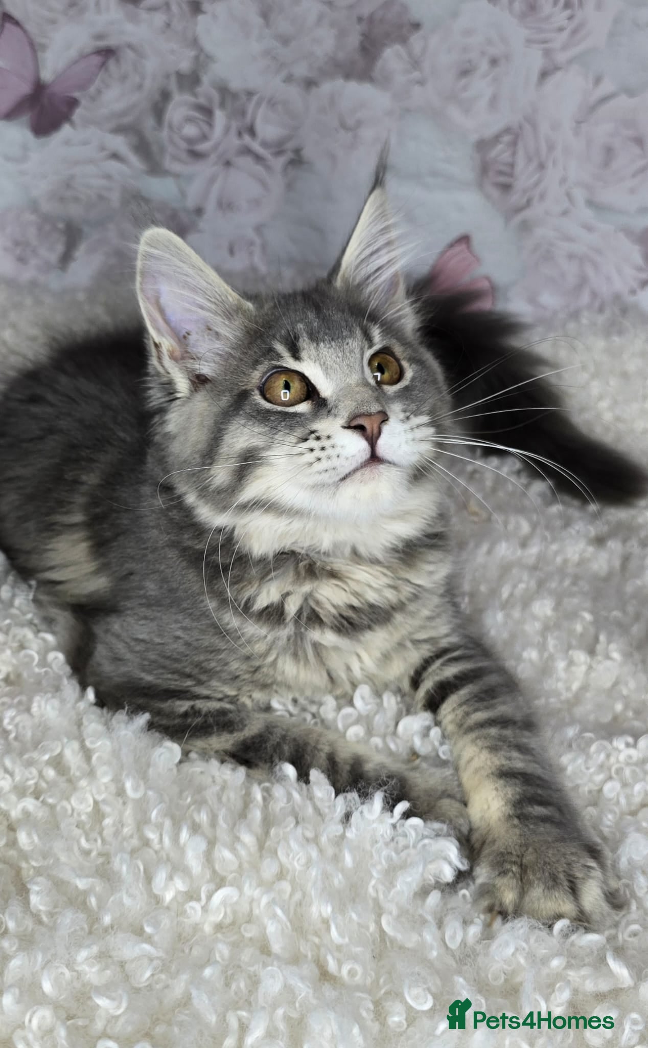 Maine Coon cats TICA MAINE COON CUBS - Advert 17