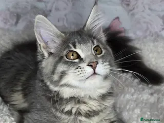 Maine Coon cats TICA MAINE COON CUBS - Advert 17