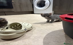 Domestic Shorthair cats for sale: Half bengal - Image 3