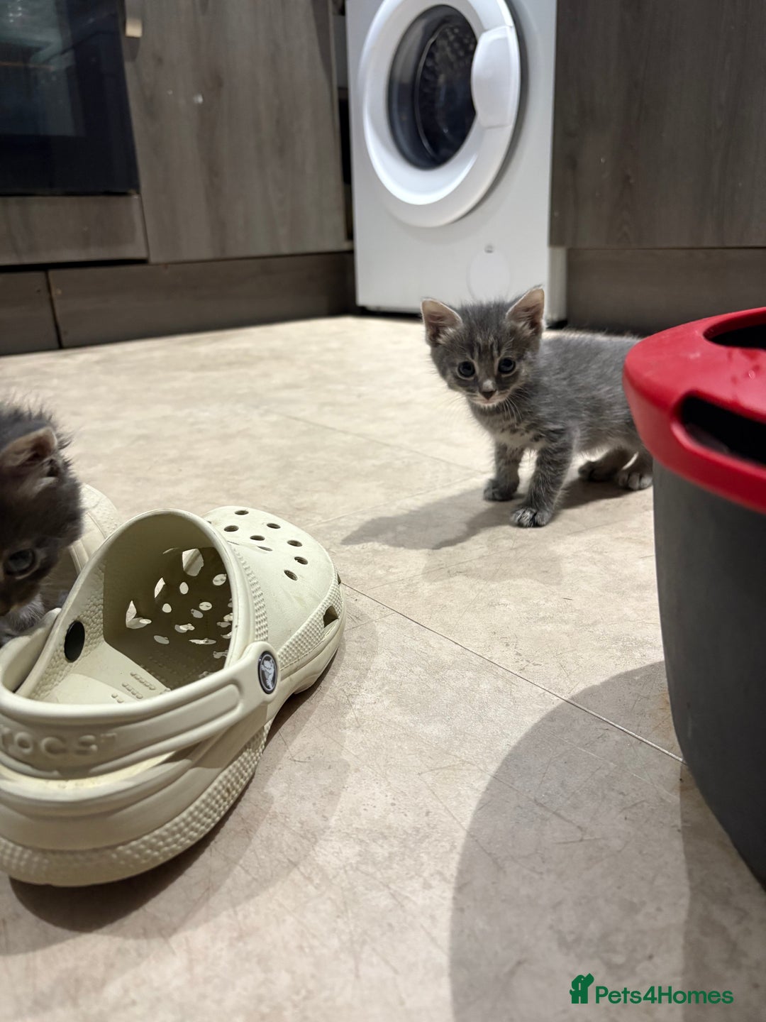Domestic Shorthair cats for sale: Half bengal - Image 3