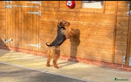 Airedale Terrier dogs for sale: Champion Coralita Airedale puppies  - Image 19