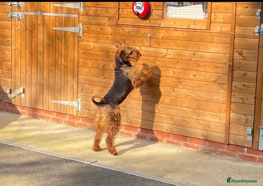 Airedale Terrier dogs for sale: Champion Coralita Airedale puppies  - Image 19