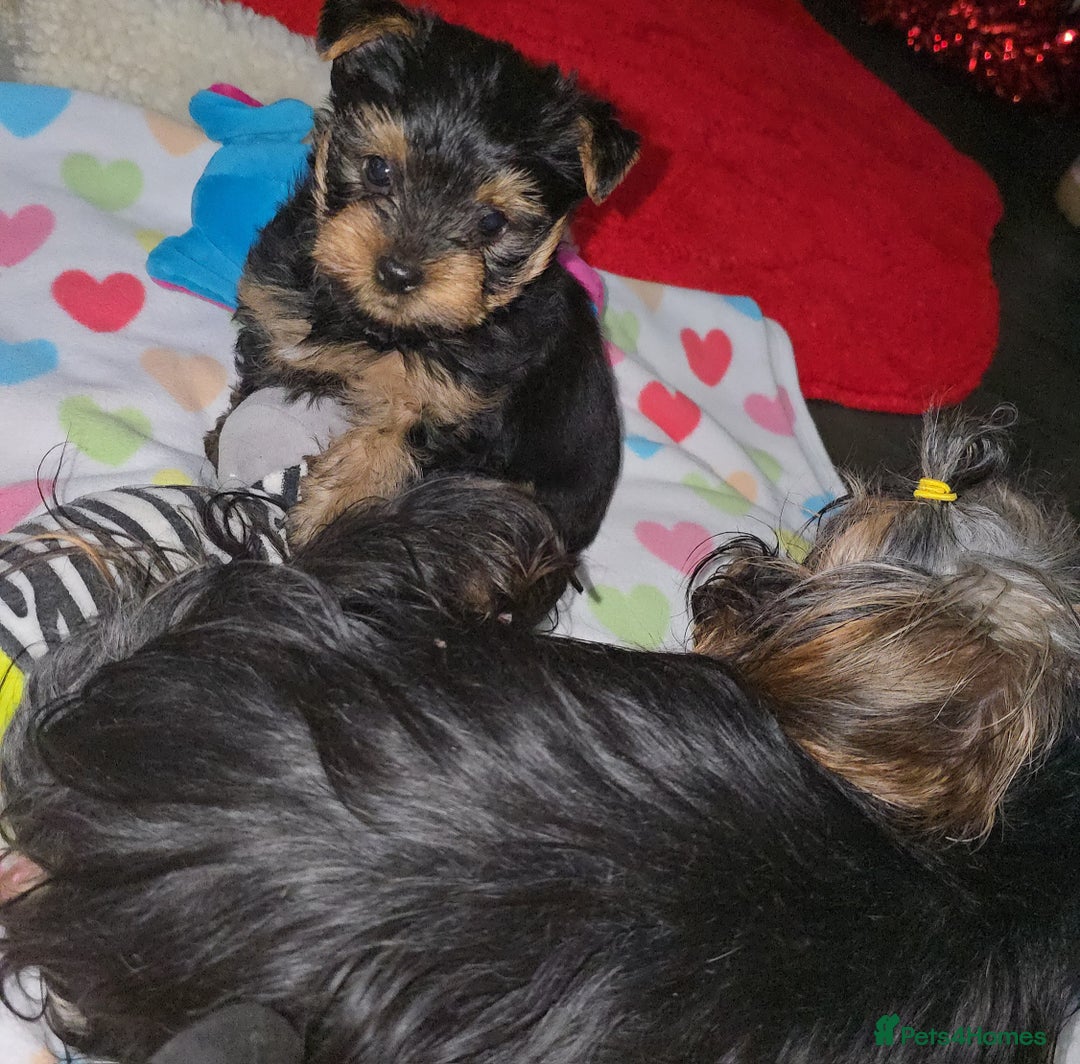 Yorkshire Terrier dogs for sale: Beautifil Yorkie Puppy - Advert 2