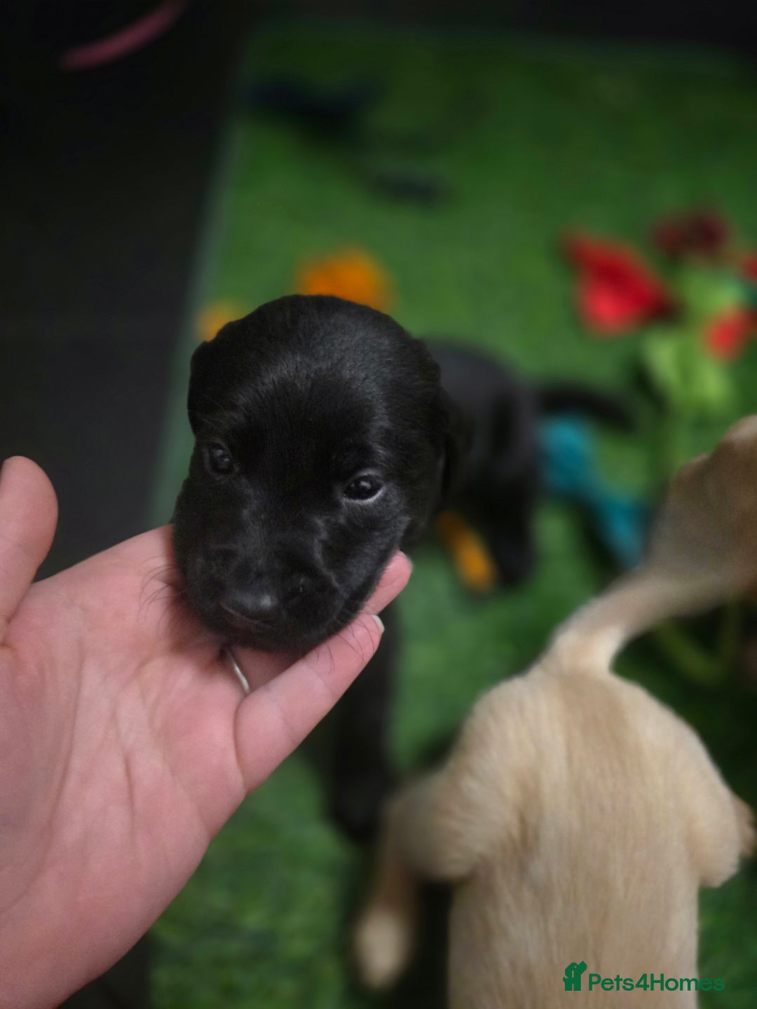 Labrador Retriever dogs for sale: Beautiful labrador retriever puppies  - Advert 11