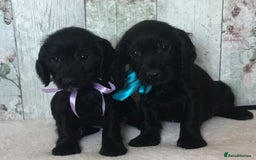 Cocker Spaniel dogs for sale: Well socialised Pedigree Cocker pups - Image 3