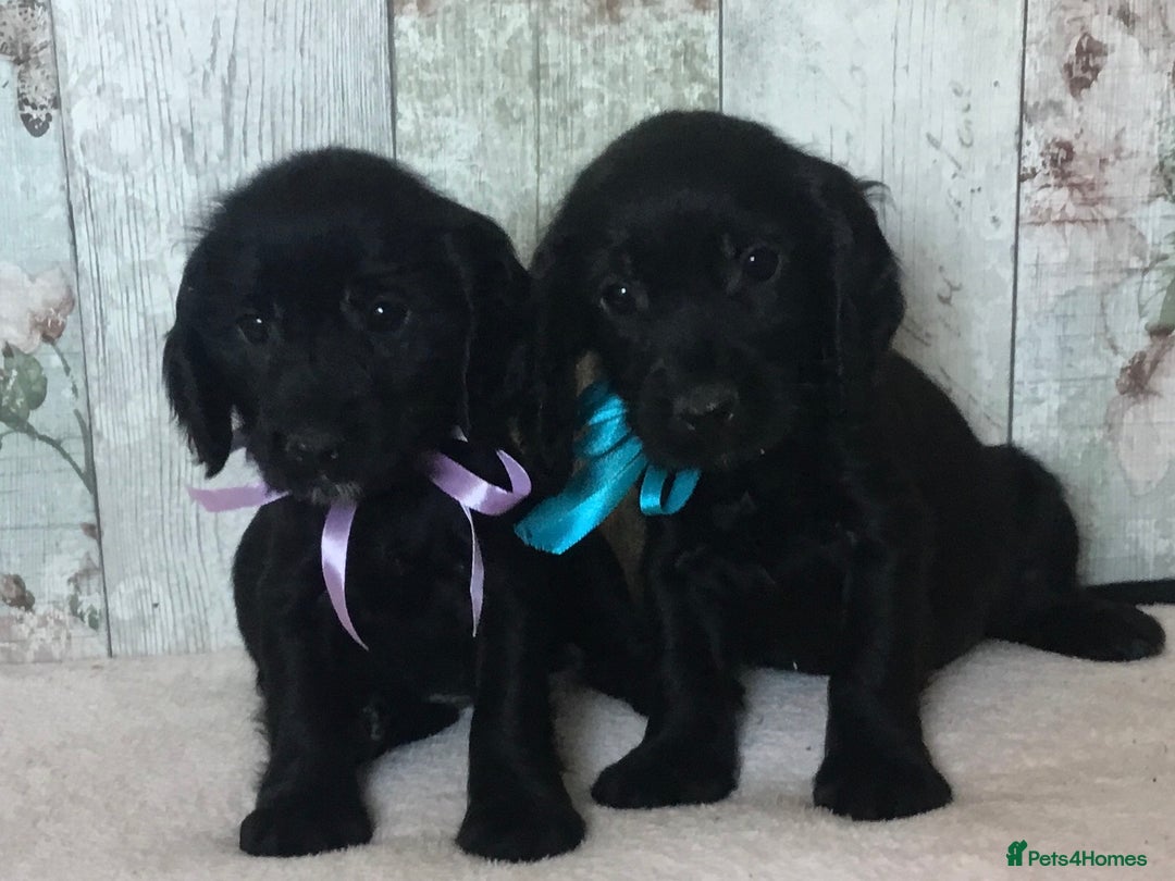 Cocker Spaniel dogs for sale: Well socialised Pedigree Cocker pups - Image 3