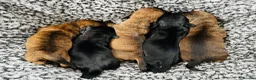 Miniature Dachshund dogs for stud: *STUD* champion lines Black & Tan mini dachshund  - Advert 3