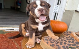 Mixed Breed dogs for sale: Bullpei puppies  - Image 1