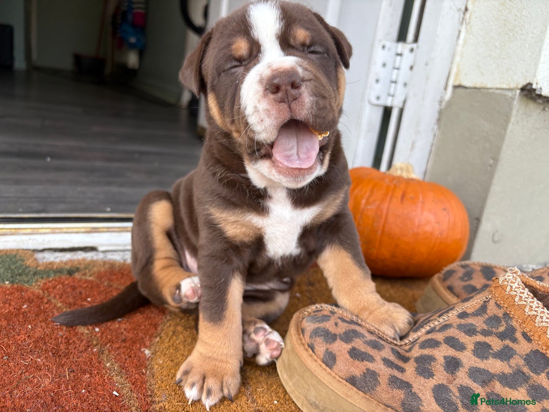 Mixed Breed dogs for sale: Bullpei puppies  - Image 1