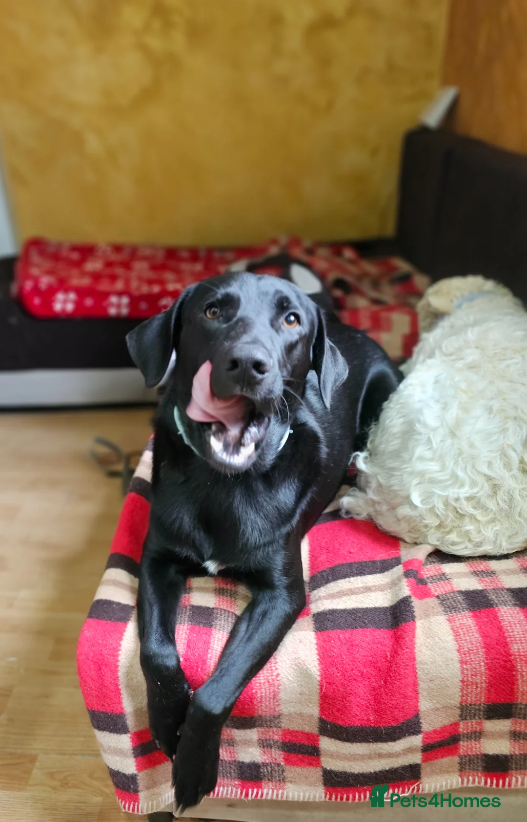 Mixed Breed dogs for adoption: 🐾 MAX – LOOKING FOR A FOREVER HOME 🐾 - Advert 2