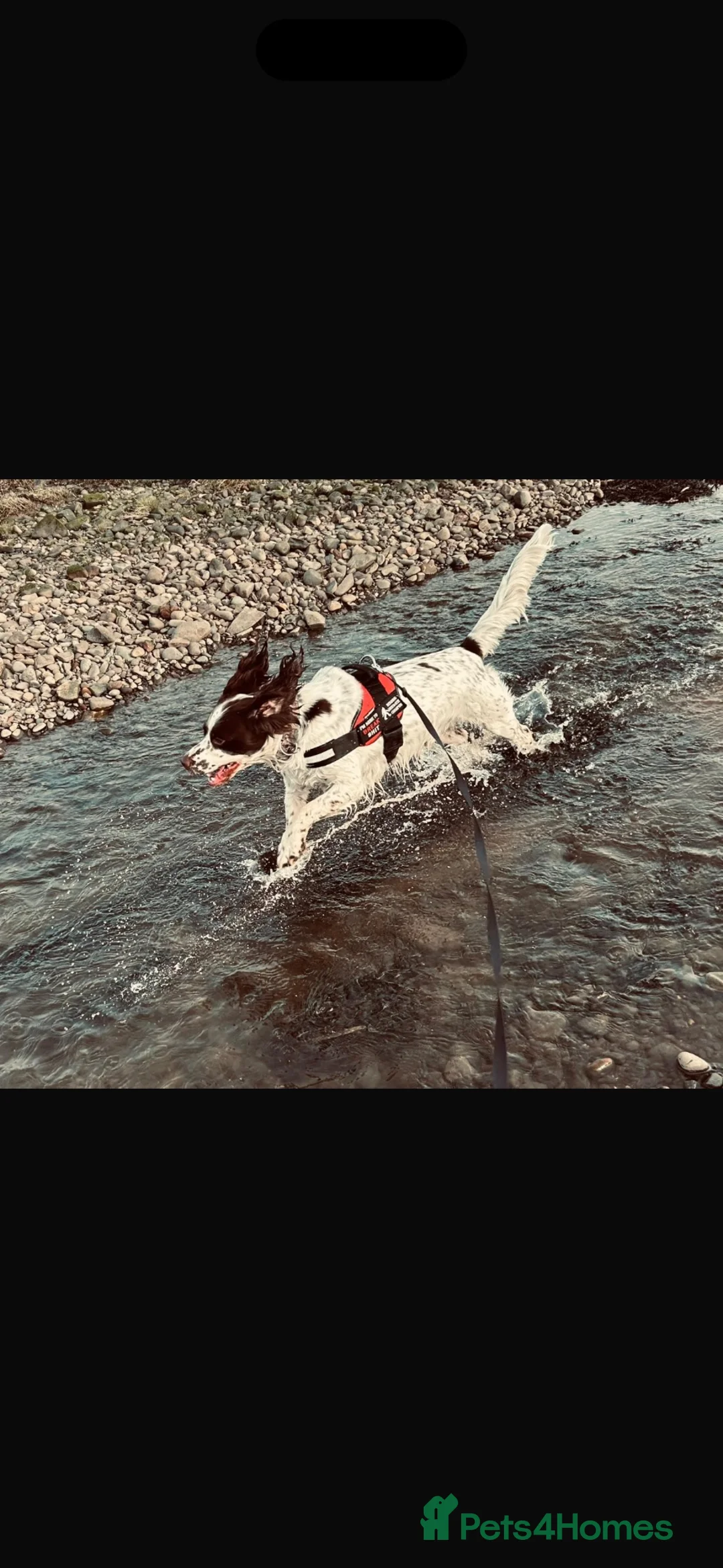 English Springer Spaniel dogs for stud: English springer spaniel for studding  in Halifax - Advert 2