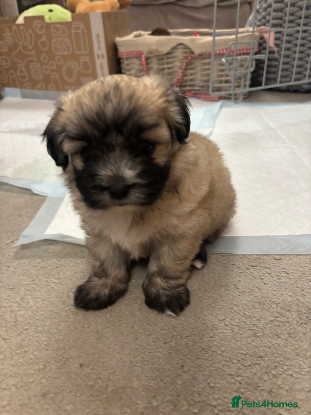 Maltipoo dogs for sale: Maltipoo - Advert 4