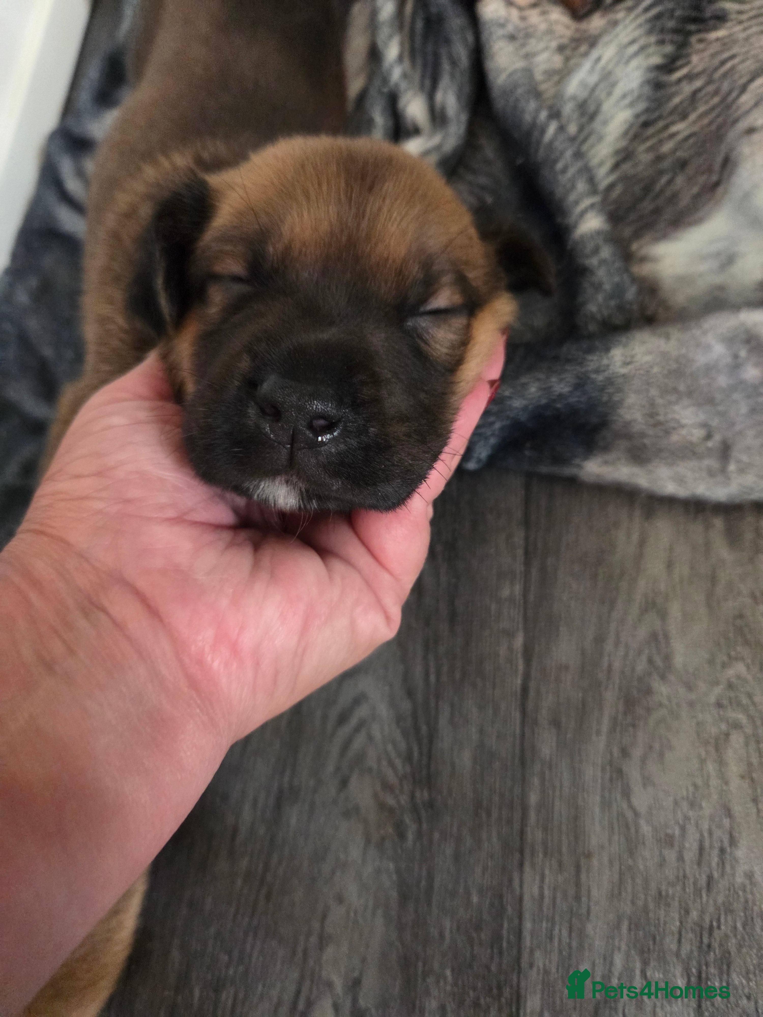 Mixed Breed dogs Beautiful coloured pups - Advert 2