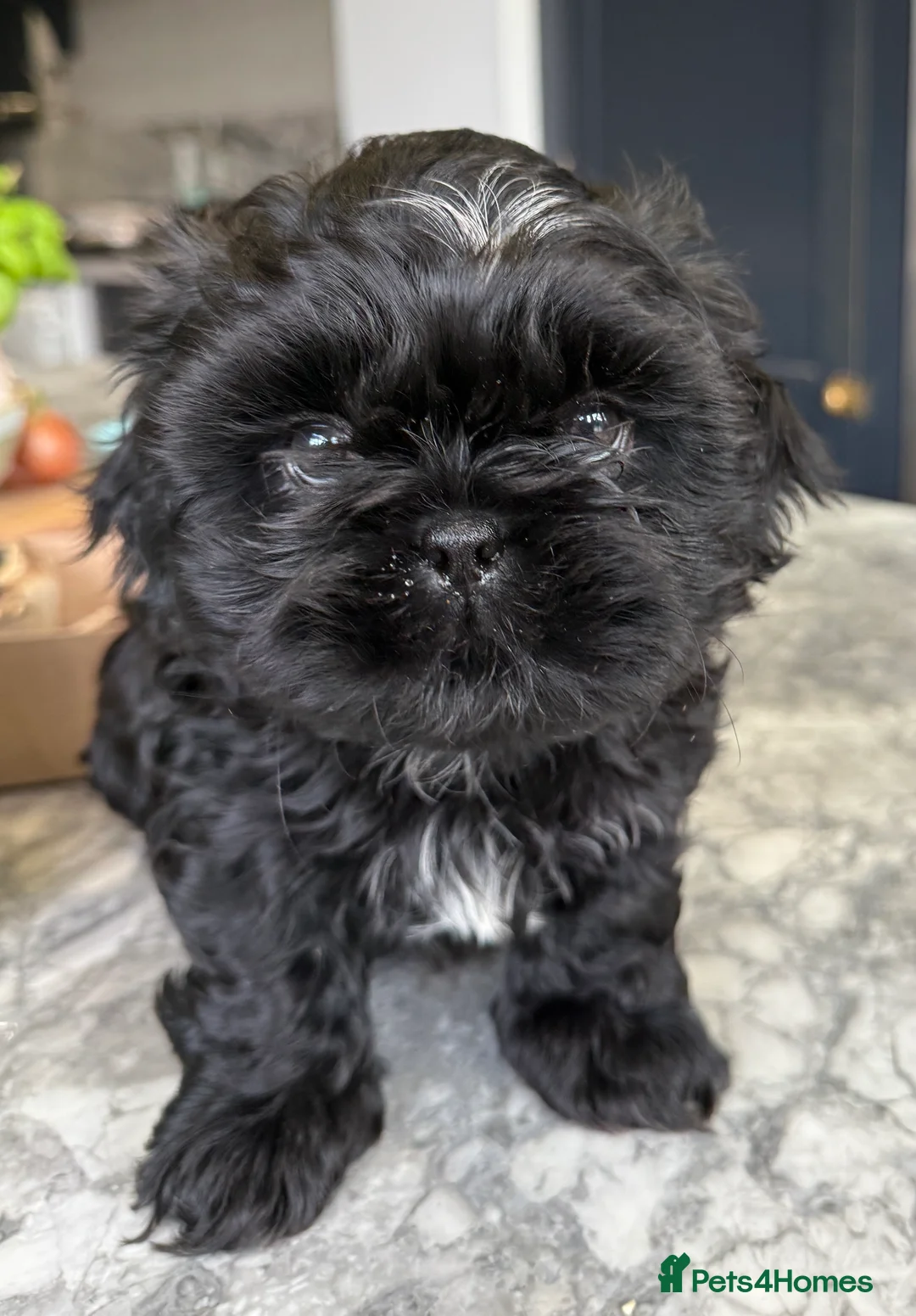 Shih Tzu dogs for sale: Shih Tzu Beauties, Imperial lines - Advert 1