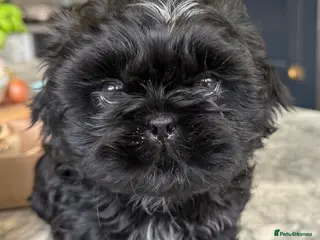 Shih Tzu dogs Shih Tzu Beauties, Imperial lines - Advert 1