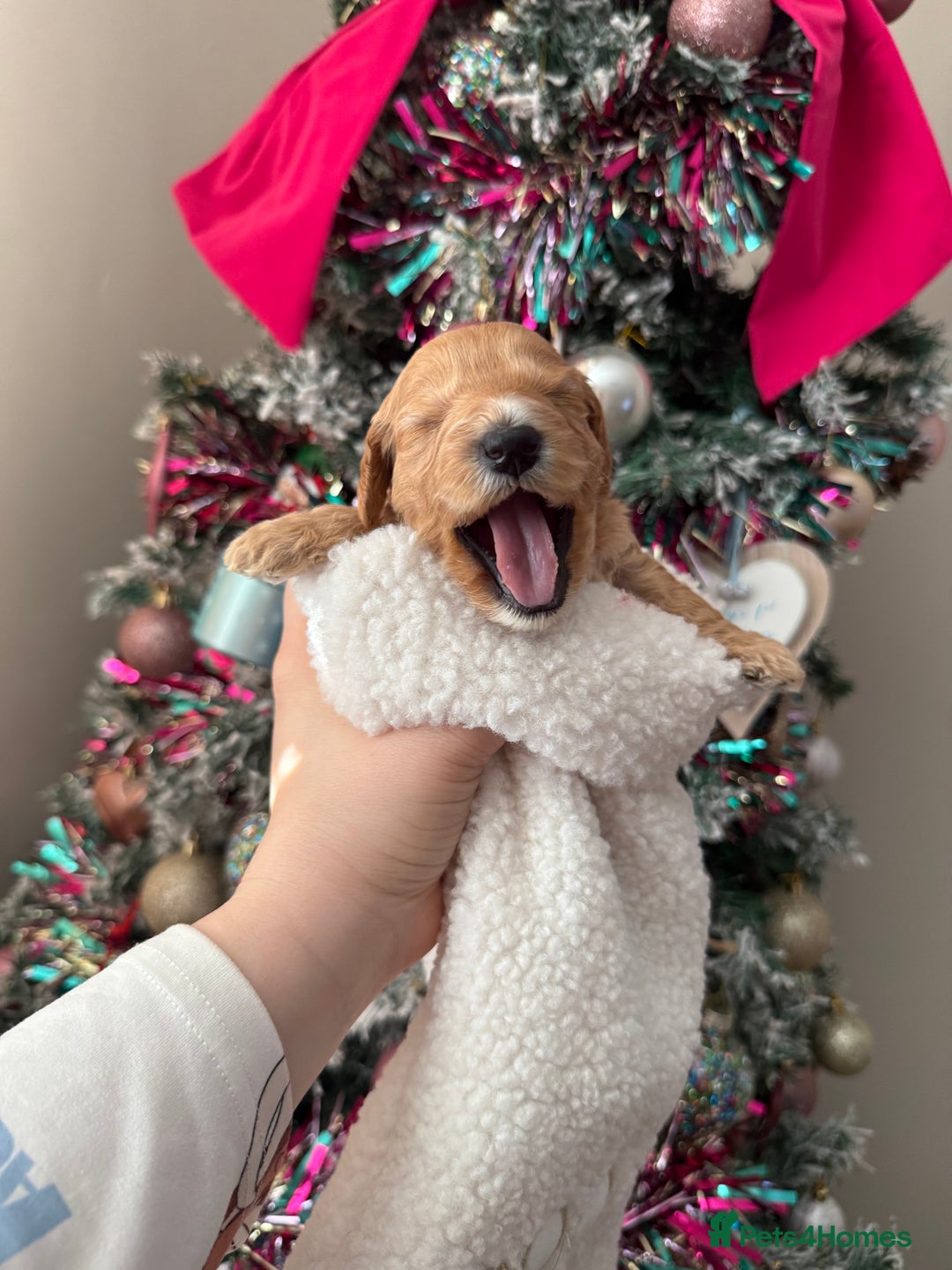 Cockapoo dogs for sale: Gorgeous F1 cockapoo puppies  - Advert 11