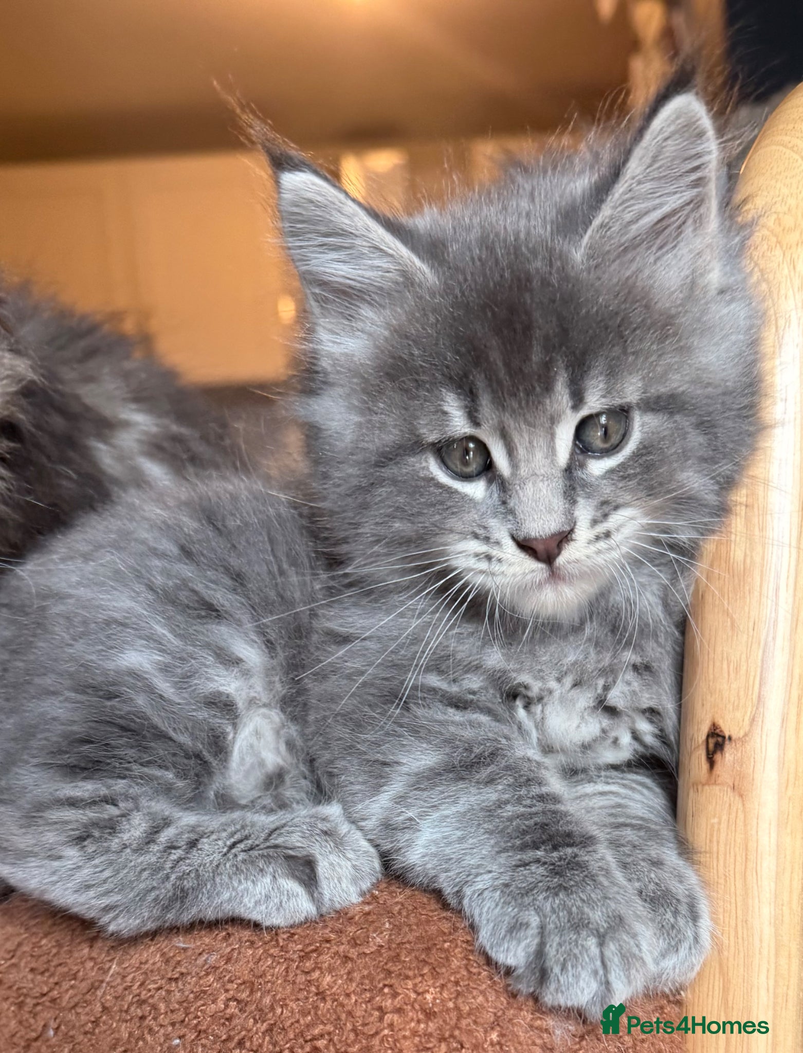 Maine Coon cats Maine Coon  - Advert 3