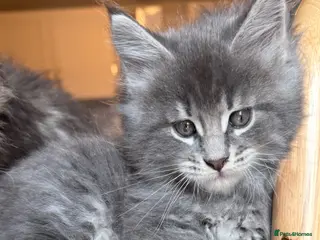 Maine Coon cats Maine Coon - Advert 3