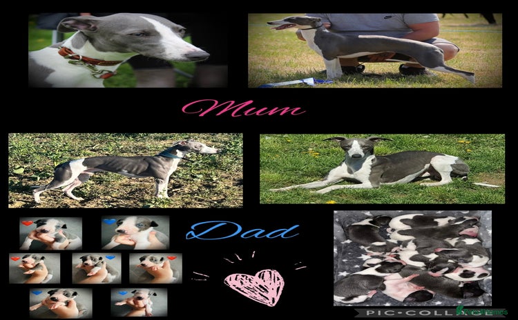 Whippet dogs - Advert 1