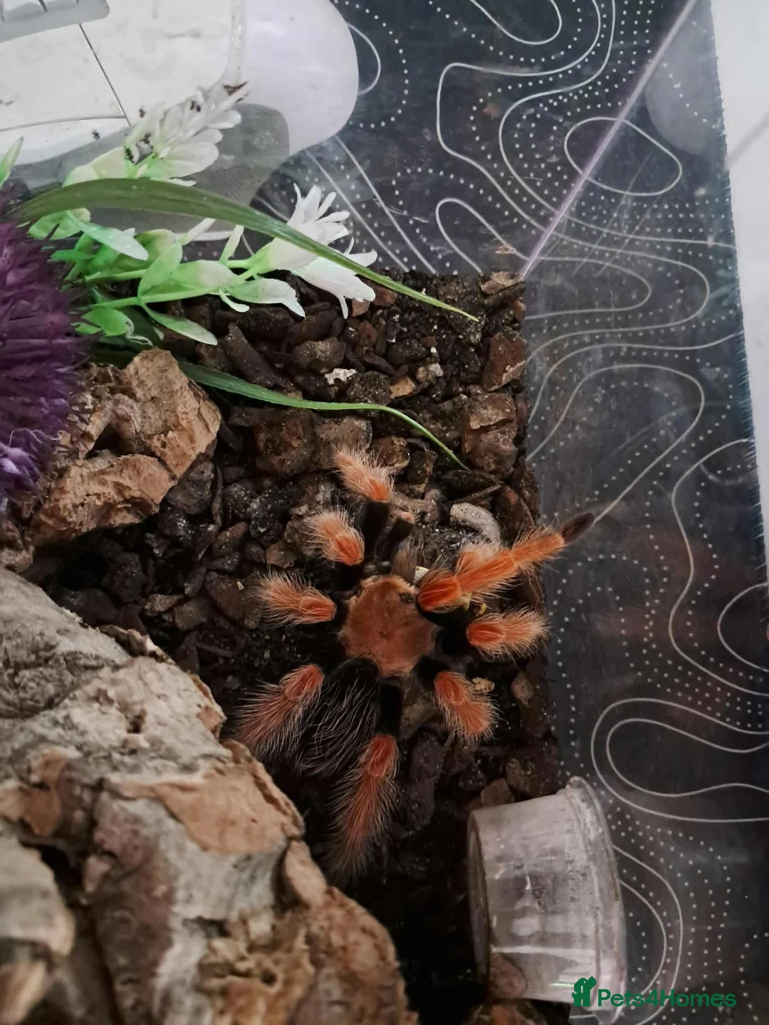 Tarantulas invertebrates for sale: 9 Tarantualas for sale in Beverley - Advert 9