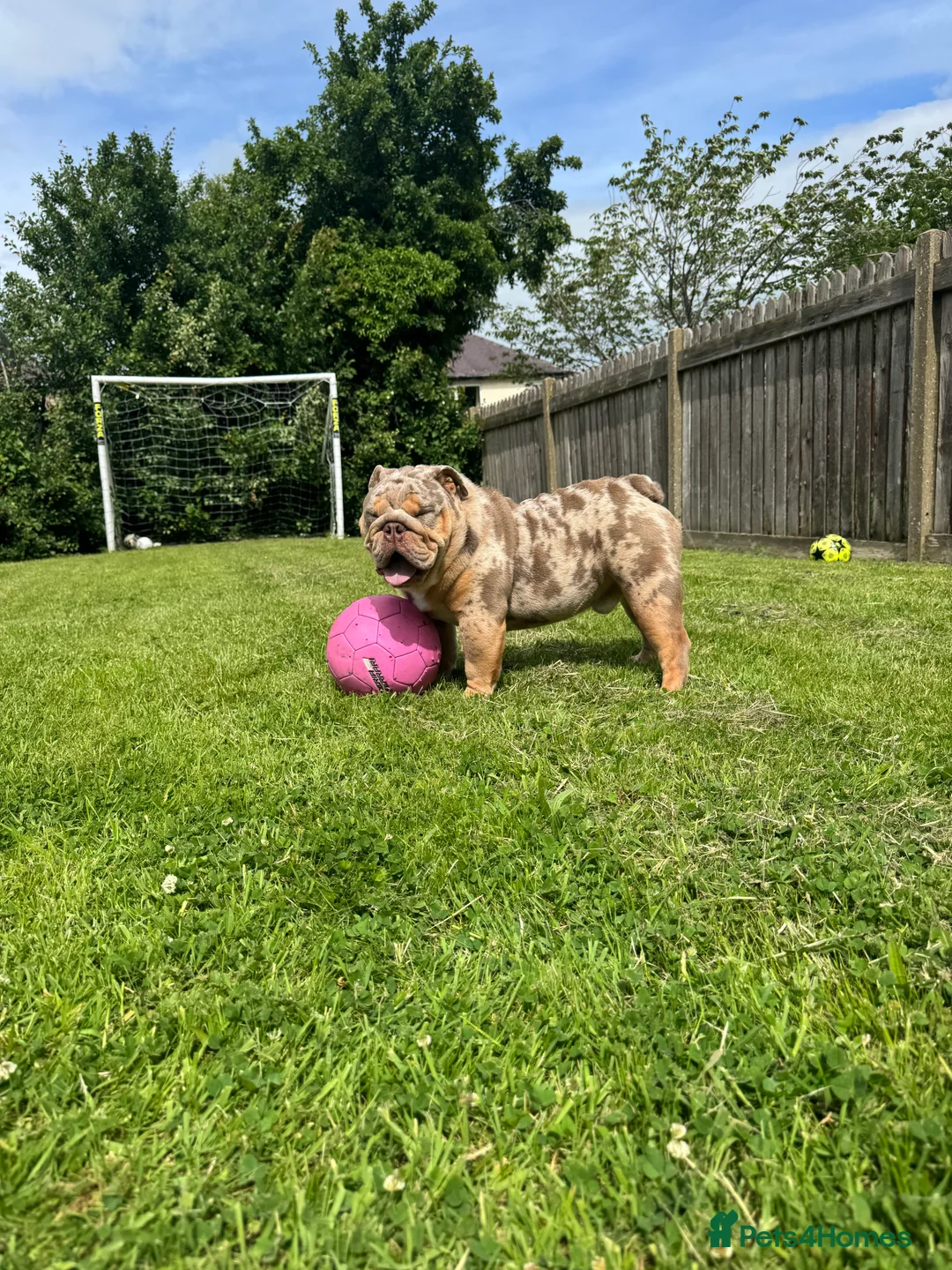 English Bulldog dogs for sale: 🐾 Winnie Looking for a Loving Home 🐾 - Advert 1