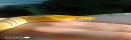 Python Snake reptiles for sale: (F) Enchi Clown Python Regius - ball/royal python in Sheffield - Advert 6
