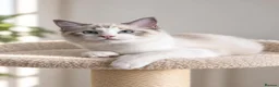 Ragdoll cats for sale: 🐾 Beautiful Ragdoll Kittens for Sale 🐾 - Advert 10
