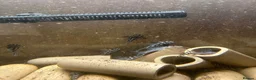 Plecos fish for sale: Zebra plecos  - Advert 6