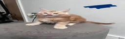 Maine Coon cats for sale: 14 kittens 🐱 Ready to leave now  - Advert 21