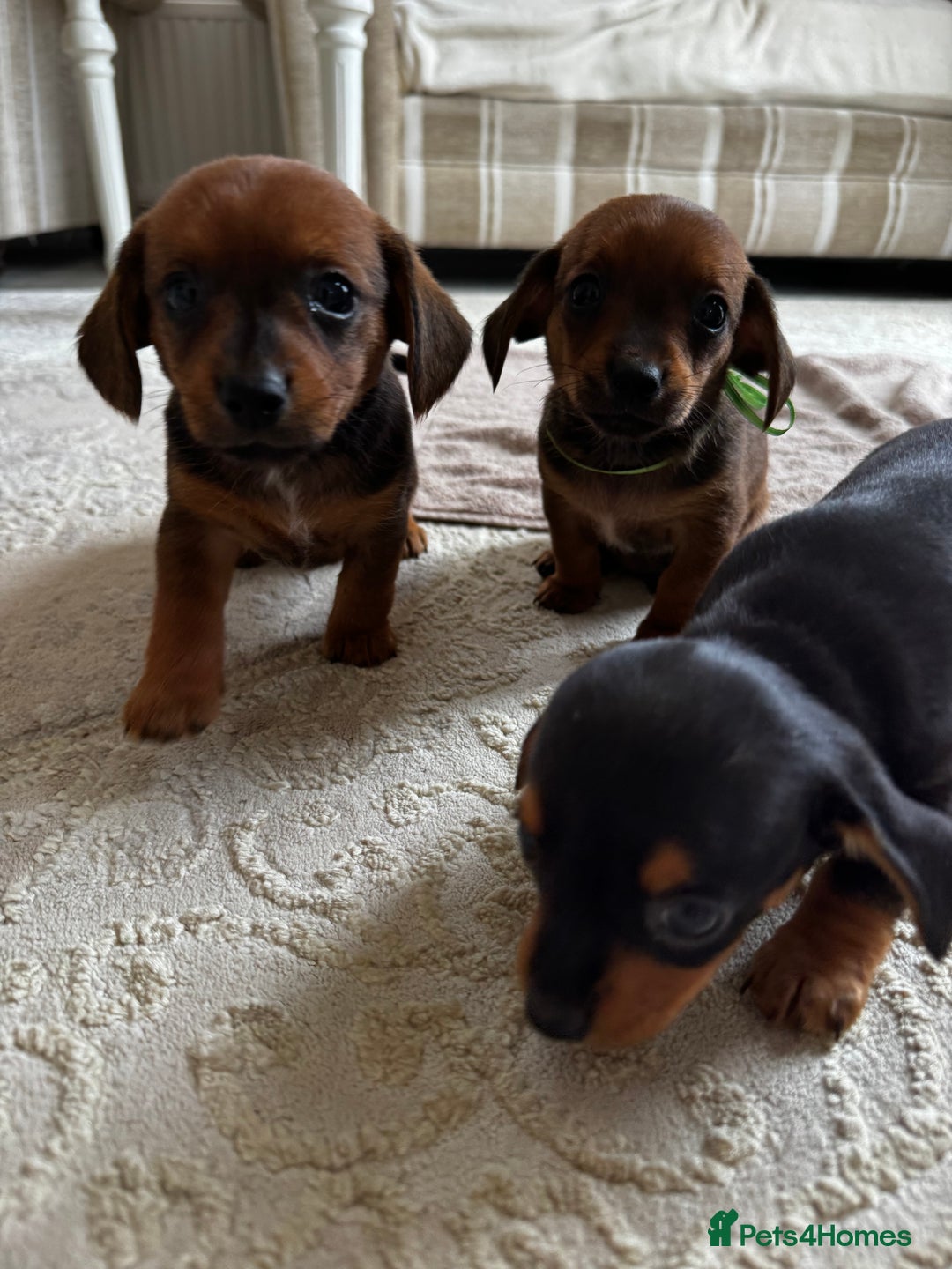 Miniature Dachshund dogs for sale: Miniature dachshunds - Image 2