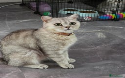British Shorthair cats for sale: Norwegian forest cat x - Image 25