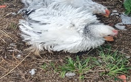 Chickens poultry for sale: £25 each for a fancy chicks - Image 4