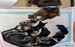 Miniature Dachshund dogs for sale: Miniature Dachshunds looking for perfect Home - Image 12