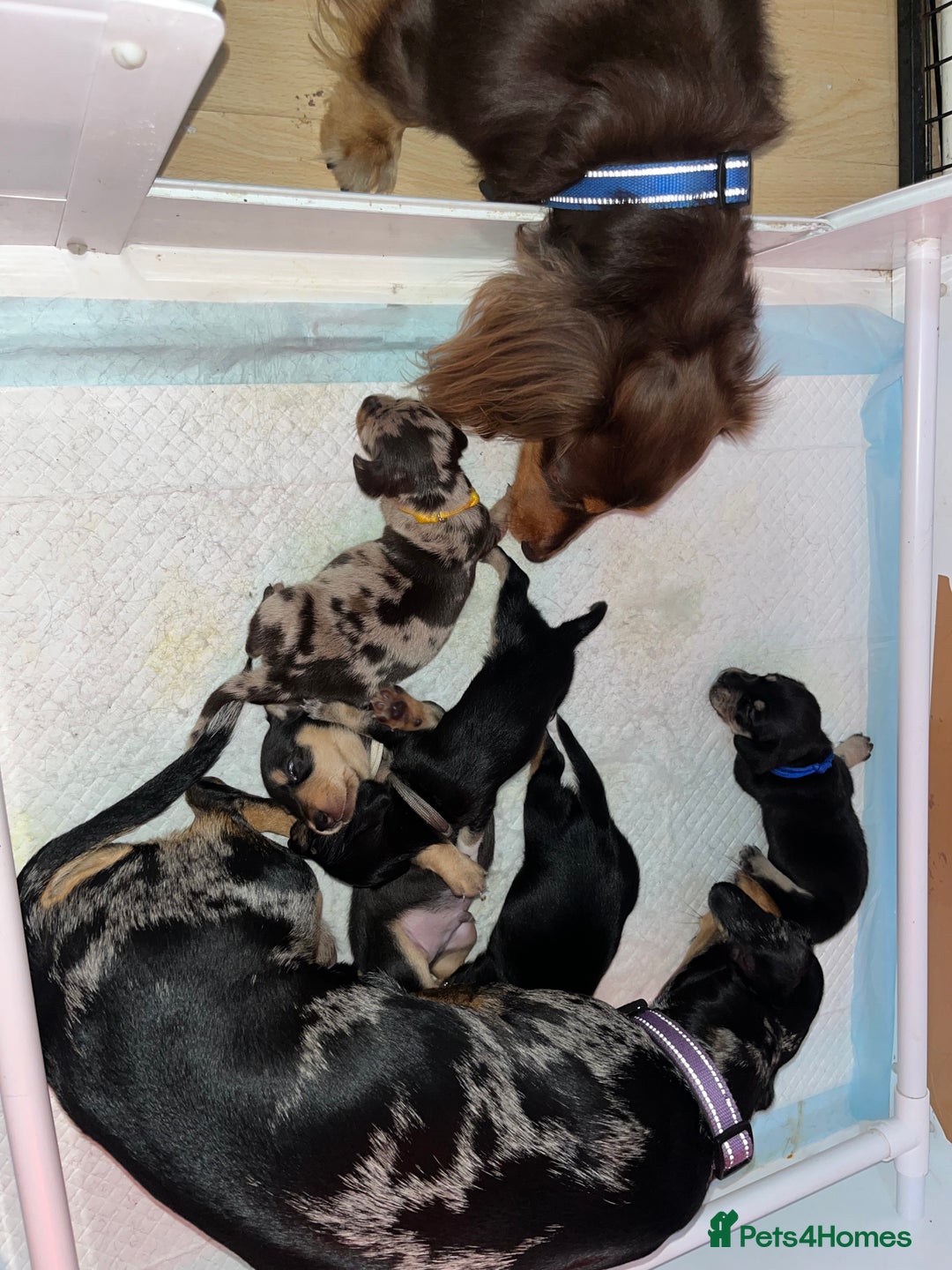 Miniature Dachshund dogs for sale: Miniature Dachshunds looking for perfect Home - Image 12