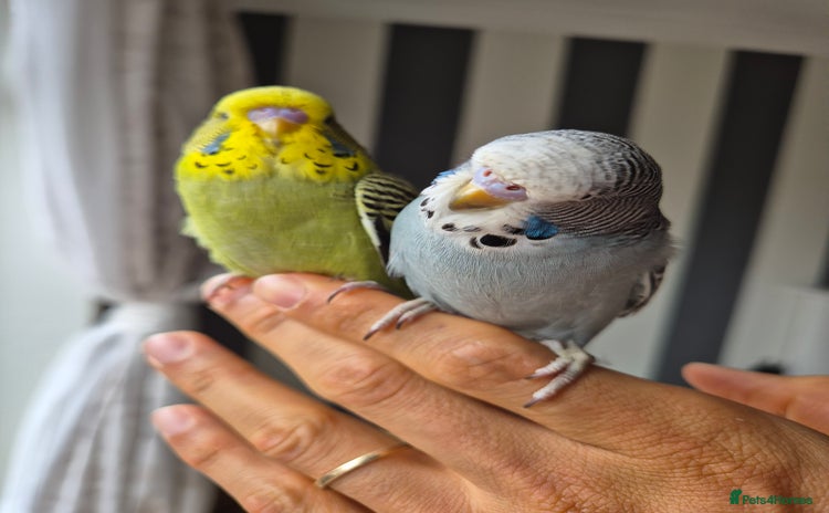 Budgerigars birds - Advert 3