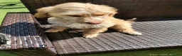 Cockapoo dogs for sale: Four girls left - Advert 18
