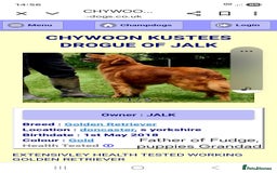 Goldendoodle dogs for sale: Miniature Goldendoodles  - Image 5