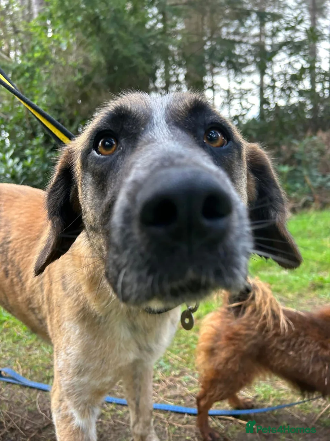 Mixed Breed dogs for adoption: Darcy - Norwich Norfolk  in Norwich - Advert 17