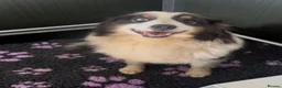 Australian Shepherd dogs for sale: Australian Shepherd Puppies - Advert 7