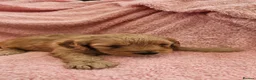 Mini Goldendoodle dogs for sale: Beautiful Mini Goldendoodle Ready Now - Advert 21
