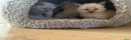 Ragdoll cats for sale: Beautiful pure Ragdoll kittens  - Advert 6