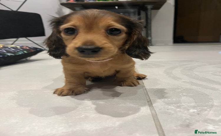 Miniature Dachshund dogs Pedigree - miniature longhaired dachshunds - Advert 1