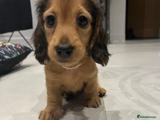 Miniature Dachshund dogs Pedigree - miniature longhaired dachshunds - Advert 11