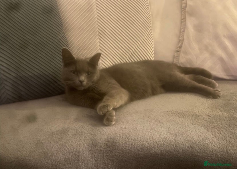 Mixed Breed cats for sale: X2 female 1/2 Russian blue kittens ready🏠’s - Advert 6