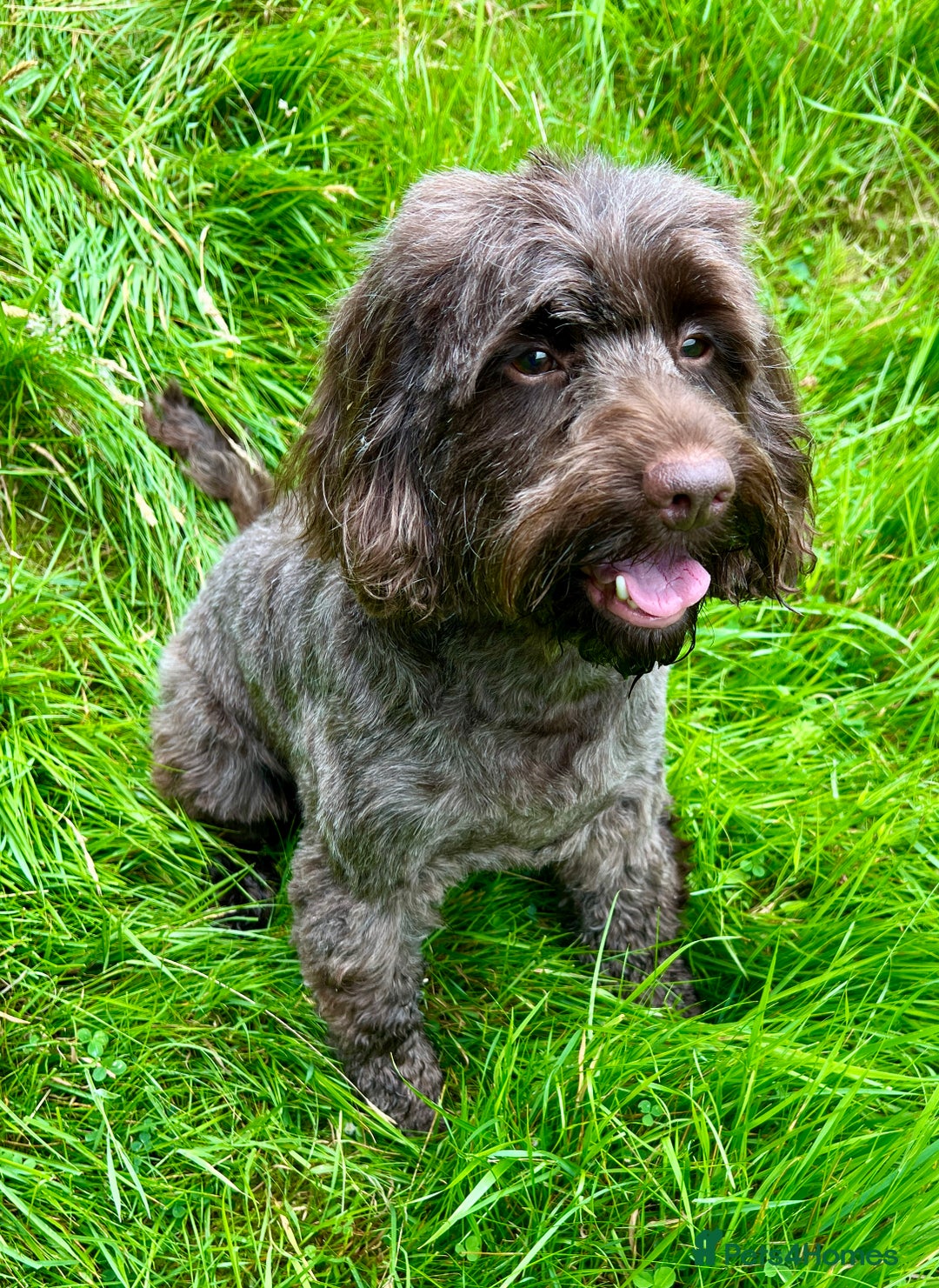 Cockapoo dogs for sale: Cockapoo female  - Image 2