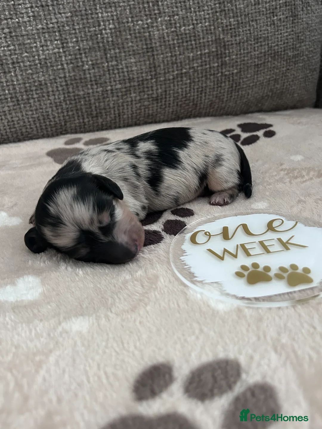 Miniature Dachshund dogs for sale: 🖤🍦 STUNNING SILVER DAPPLE & CREAM LONGHAIR 🍦🖤  - Advert 30